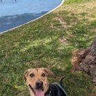 Found Dog in Denver, Colorado — Still waiting, no applications