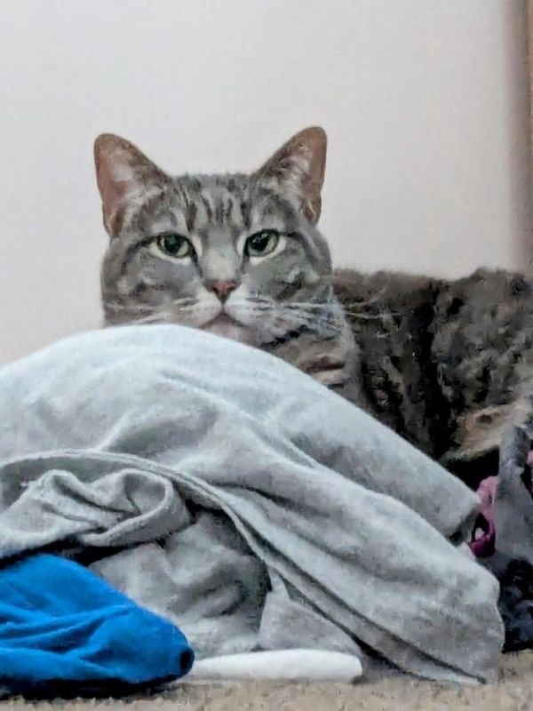 Lost Cat in Louisville, Kentucky — listing photo