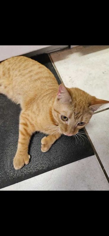 Lost Cat in Umatilla — listing photo