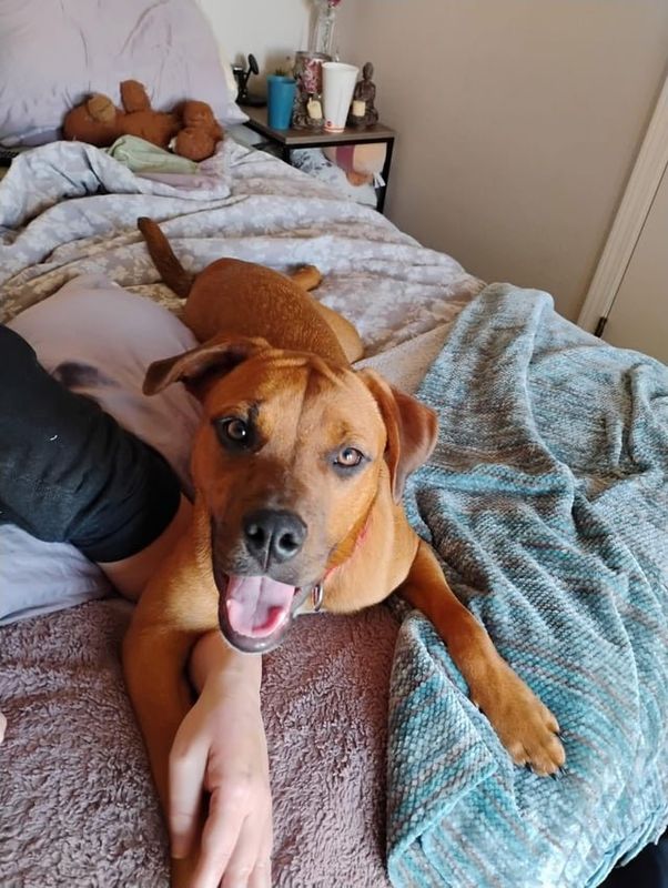 Lost Dog in Oklahoma City, Oklahoma — miss rosie needs a family!