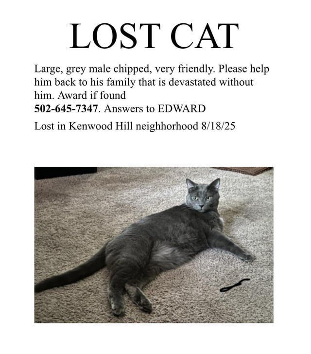 Lost Cat in Louisville, Kentucky — listing photo