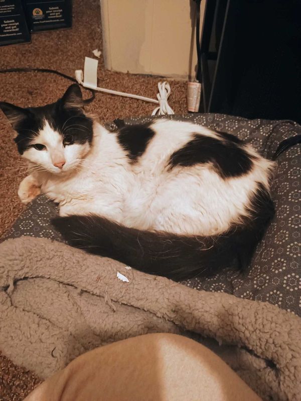 Lost Cat in Choctaw — listing photo