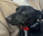 Found Dog in Reno, Nevada — Please help me find the owner of this dog