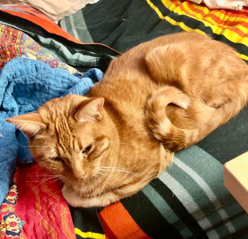 Lost Cat in Denver, Colorado — listing photo