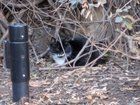 Lost Cat in Charlotte, North Carolina — listing photo