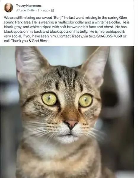Found Cat in The Colony, Texas — listing photo