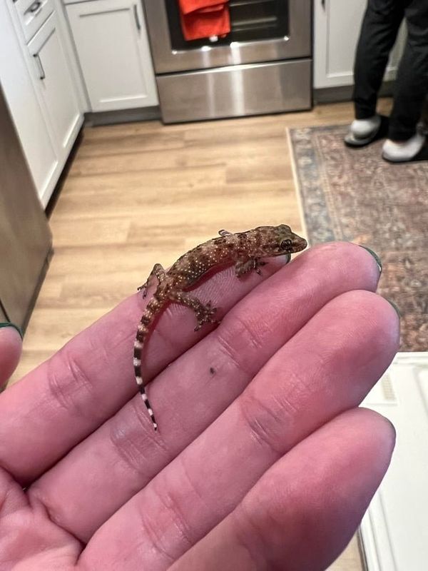 Lost Pet in K — listing photo