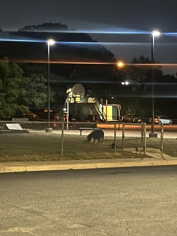 Lost Dog in Austin, Texas — listing photo