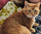 Lost Cat in Plano, Texas — listing photo