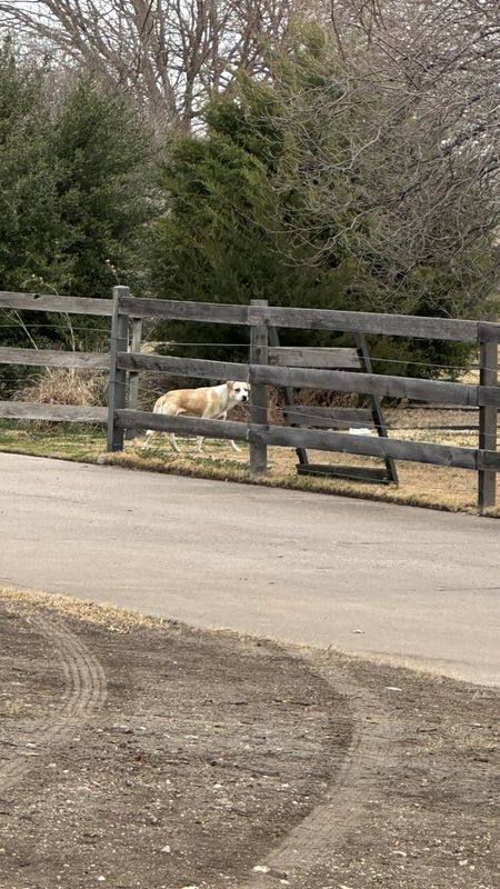 Lost Dog in Fort Worth, Texas — listing photo