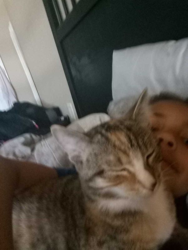 Lost Cat in Krum — listing photo