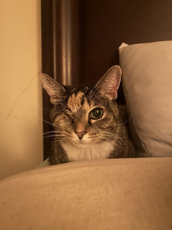 Lost Cat in K — listing photo
