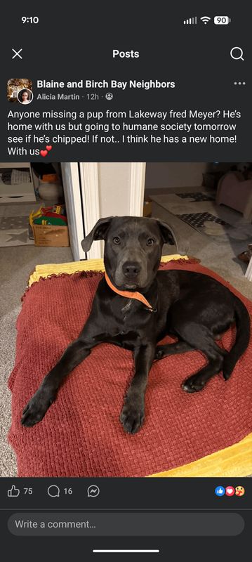 Lost Dog in Bellingham, Washington — Anyone missing their dog? Found at Lakeway Fred Meyer