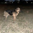 Lost Dog in Dallas, Texas — listing photo