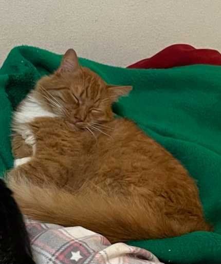 Lost Cat in Canoga Park — listing photo