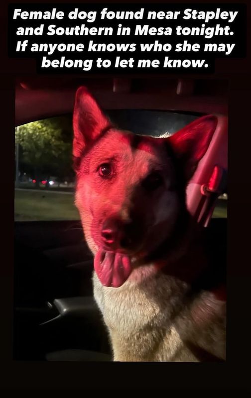 Lost Dog in Mesa, Arizona — listing photo