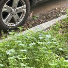 Lost Cat in Chicago, Illinois — listing photo