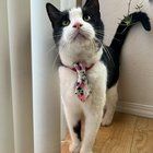 Lost Cat in Irving, Texas — listing photo