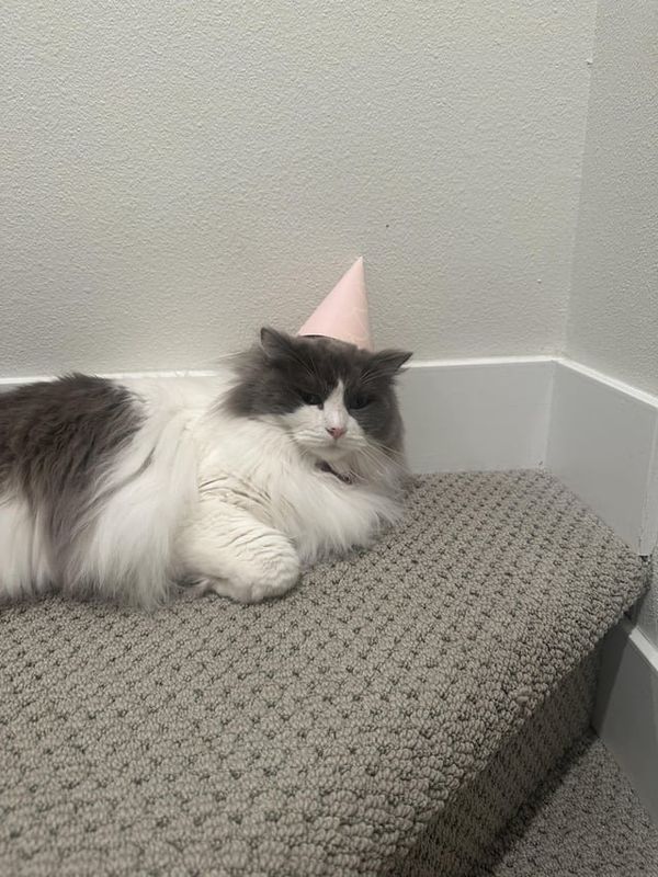 Lost Cat in Denver, Colorado — listing photo