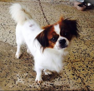 Lost Dog in Grand Prairie, Texas — listing photo