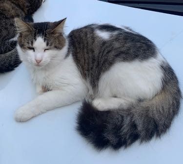 Lost Cat in San Leon — listing photo