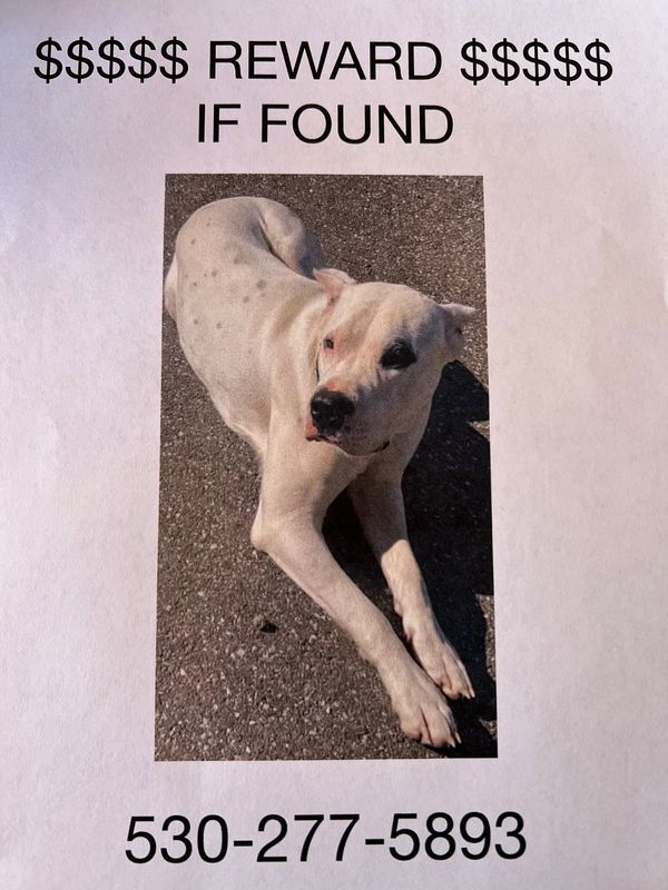 Lost Dog in Grass Valley — listing photo