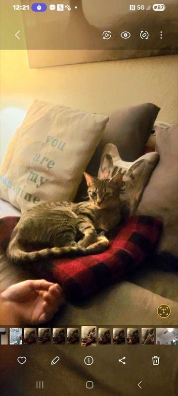 Lost Cat in Clearwater, Florida — listing photo