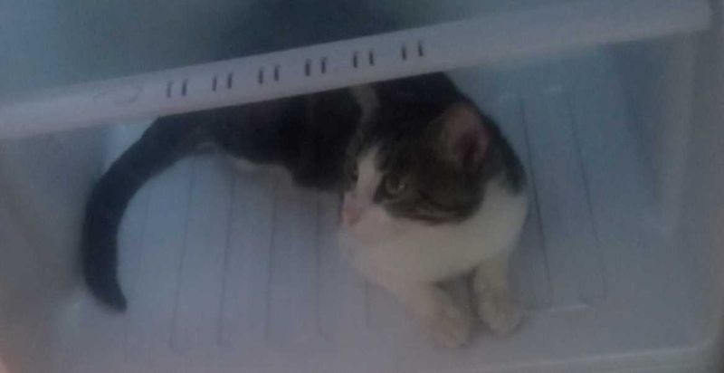 Lost Cat in Gladewater — listing photo