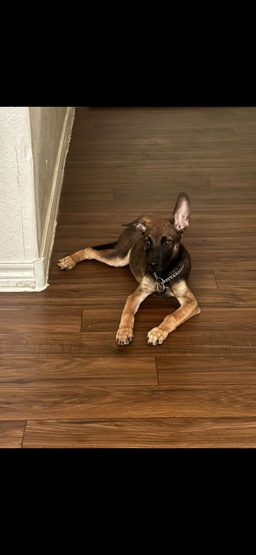 Lost Dog in Mesa, Arizona — listing photo