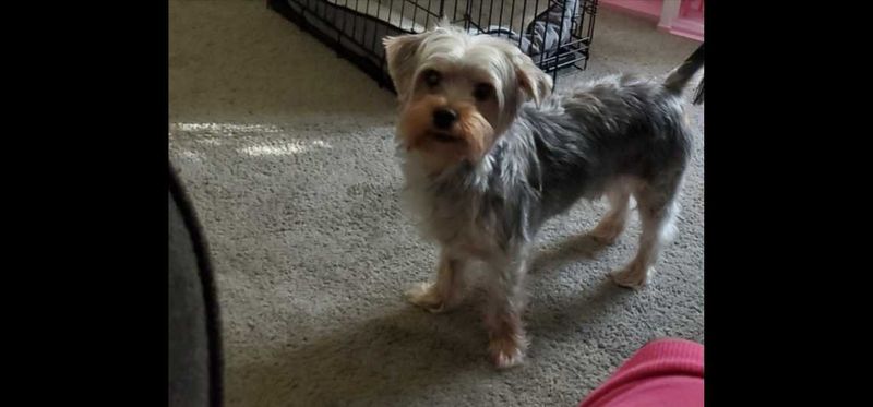 Lost Dog in Simpsonville — listing photo