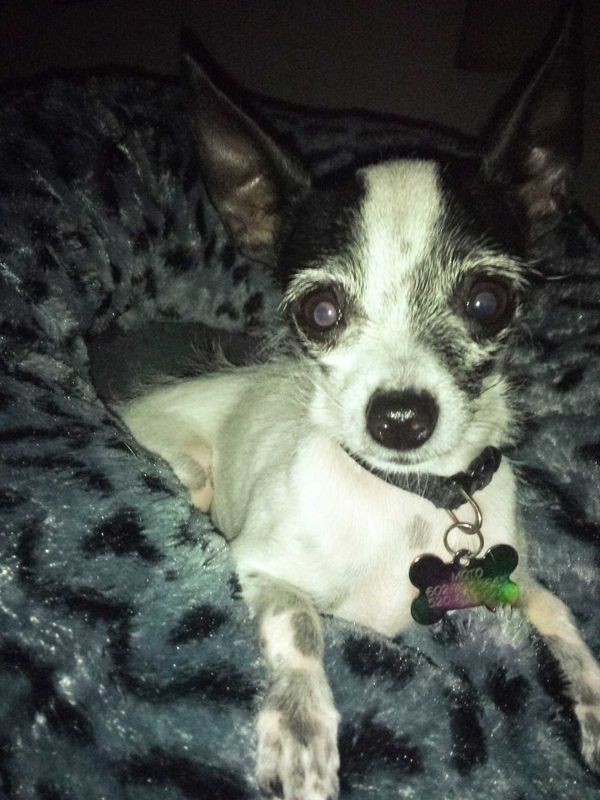 Lost Dog in Scottsdale, Arizona — listing photo