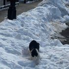 Found Cat in Newark, New Jersey — Saving Newark’s Street Kittens, One Storm at a Time