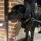 Found Dog in Nashville, Tennessee — listing photo