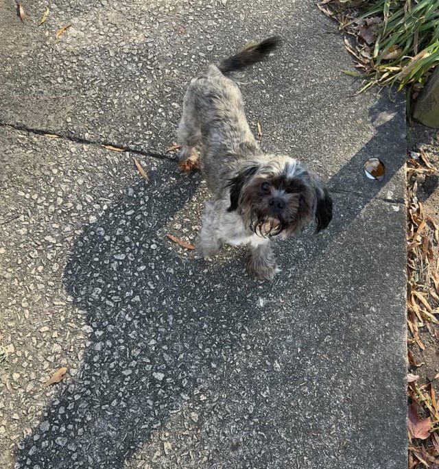 Lost Dog in Covington, Kentucky — listing photo