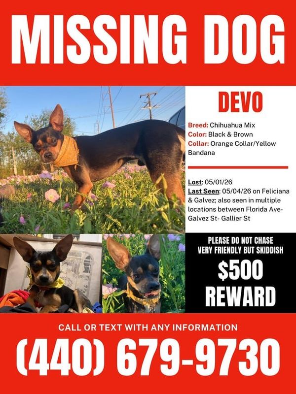 Lost Dog in New Orleans, Louisiana — listing photo