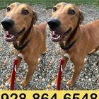 Lost Dog in Anchorage, Alaska — listing photo