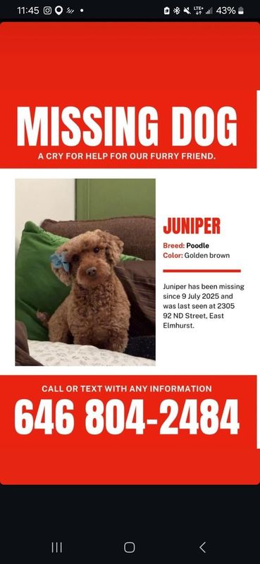 Lost Dog in New York, New York — Freind lost his dog js tryna spread the flyer around do what can