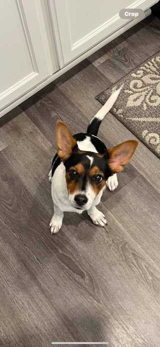 Found Dog in Modesto, California — listing photo