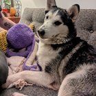 Lost Dog in Detroit, Michigan — Update On NYE I-75 Pup - We Adoted Him