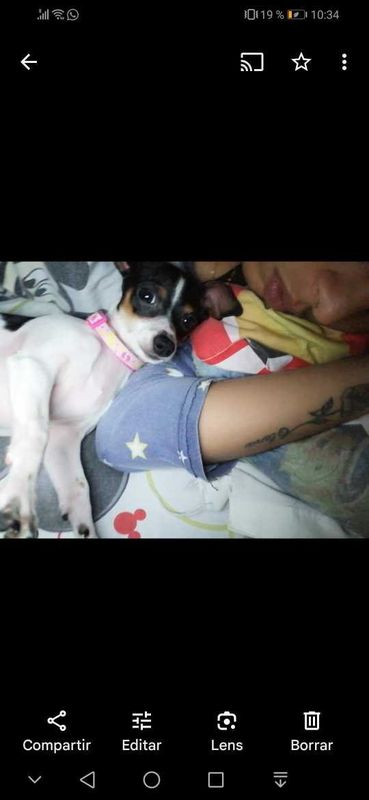 Lost Dog in Corpus Christi, Texas — listing photo
