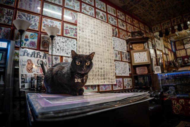 Found Cat in Los Angeles, California — Highland Park - Vintage Art Tattoo Parlor