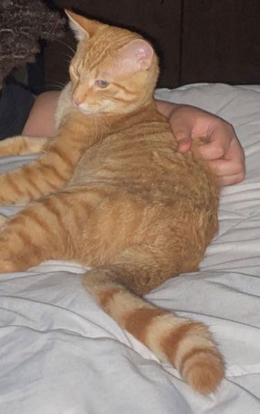 Lost Cat in Gainesville, Florida — listing photo