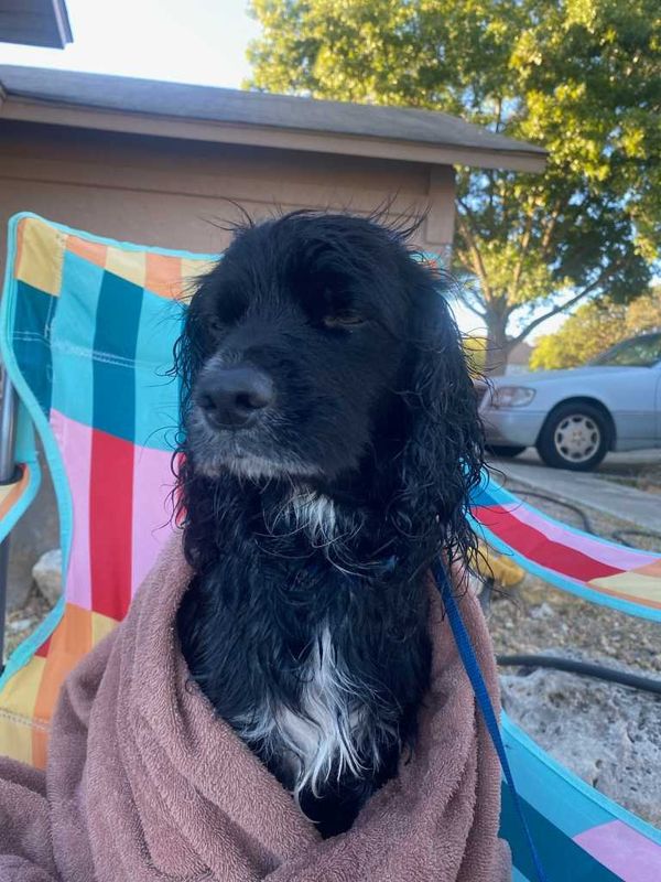 Found Dog in San Antonio, Texas — listing photo