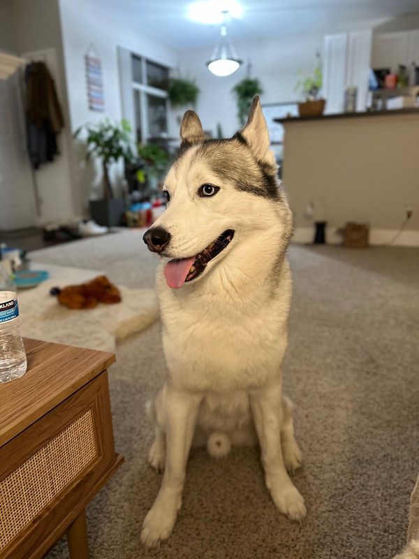 Lost Dog in San Jose, California — listing photo