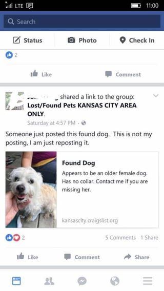 Lost Dog in Craig — Anyone know who posted then removed this on Craigslist? It is my friend's dog.