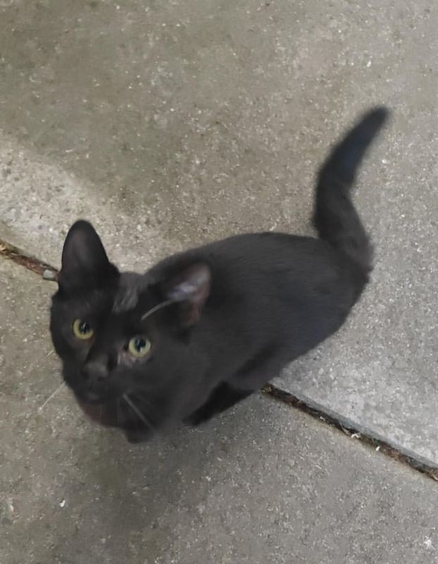 Lost Dog in San Jose, California — Anyone want a young cat\older kitten?