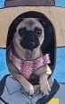 Lost Dog in San Antonio, Texas — listing photo