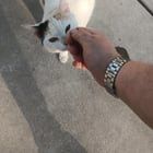 Lost Cat in Wichita, Kansas — Anyone know who this baby belongs to?
