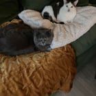 Lost Cat in Portland, Oregon — listing photo