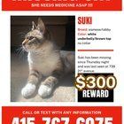 Lost Cat in San Francisco, California — listing photo